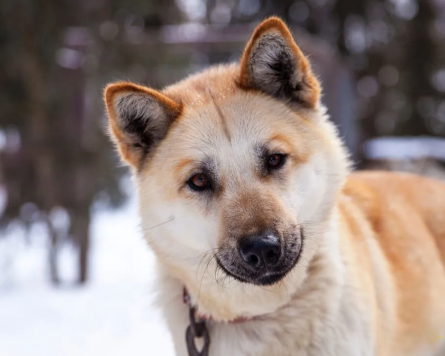 Chinook Dog